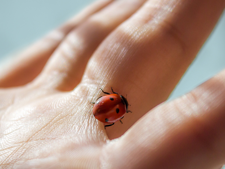 Detail Image Of A Ladybug Nomer 53