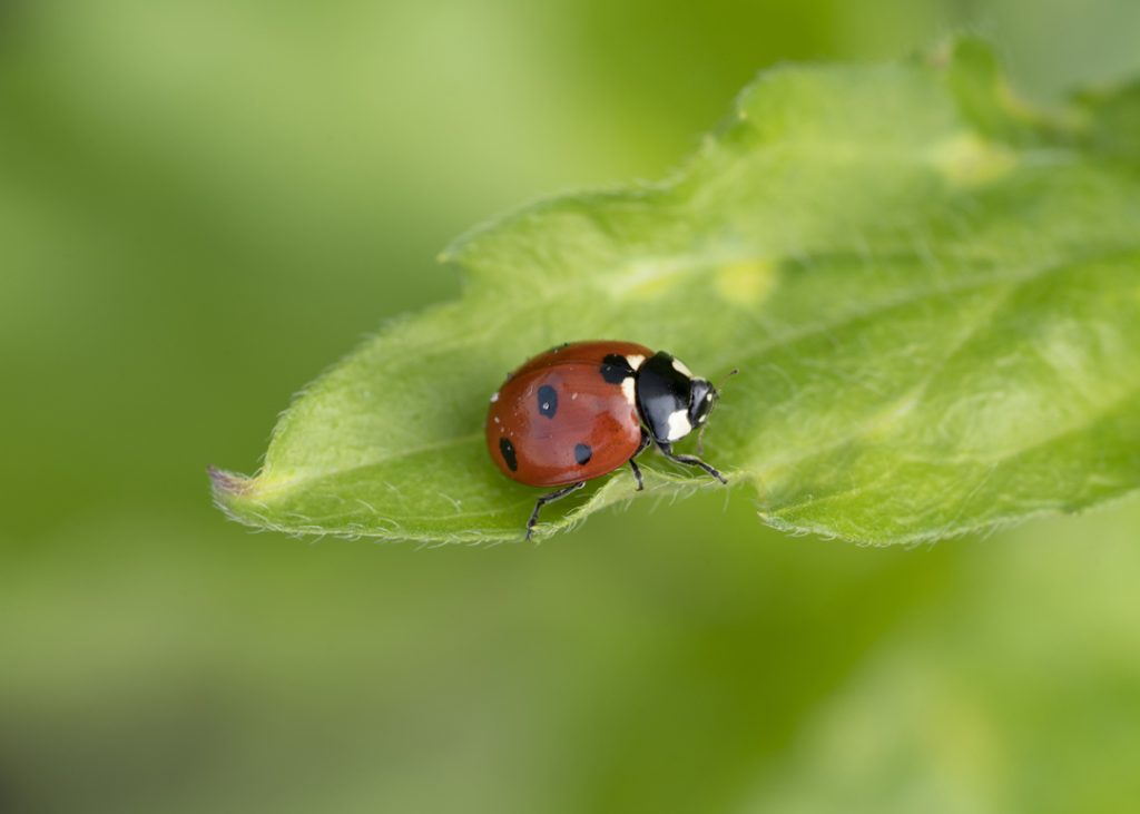 Detail Image Of A Ladybug Nomer 57