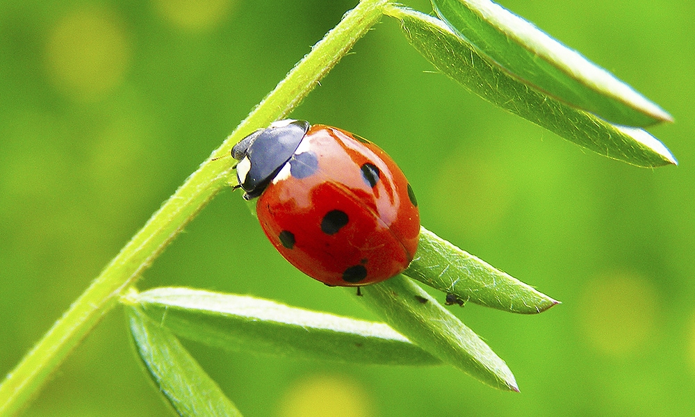 Detail Image Of A Ladybug Nomer 9