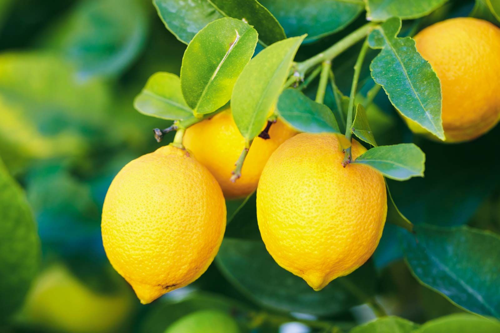 Detail Image Of A Lemon Nomer 15