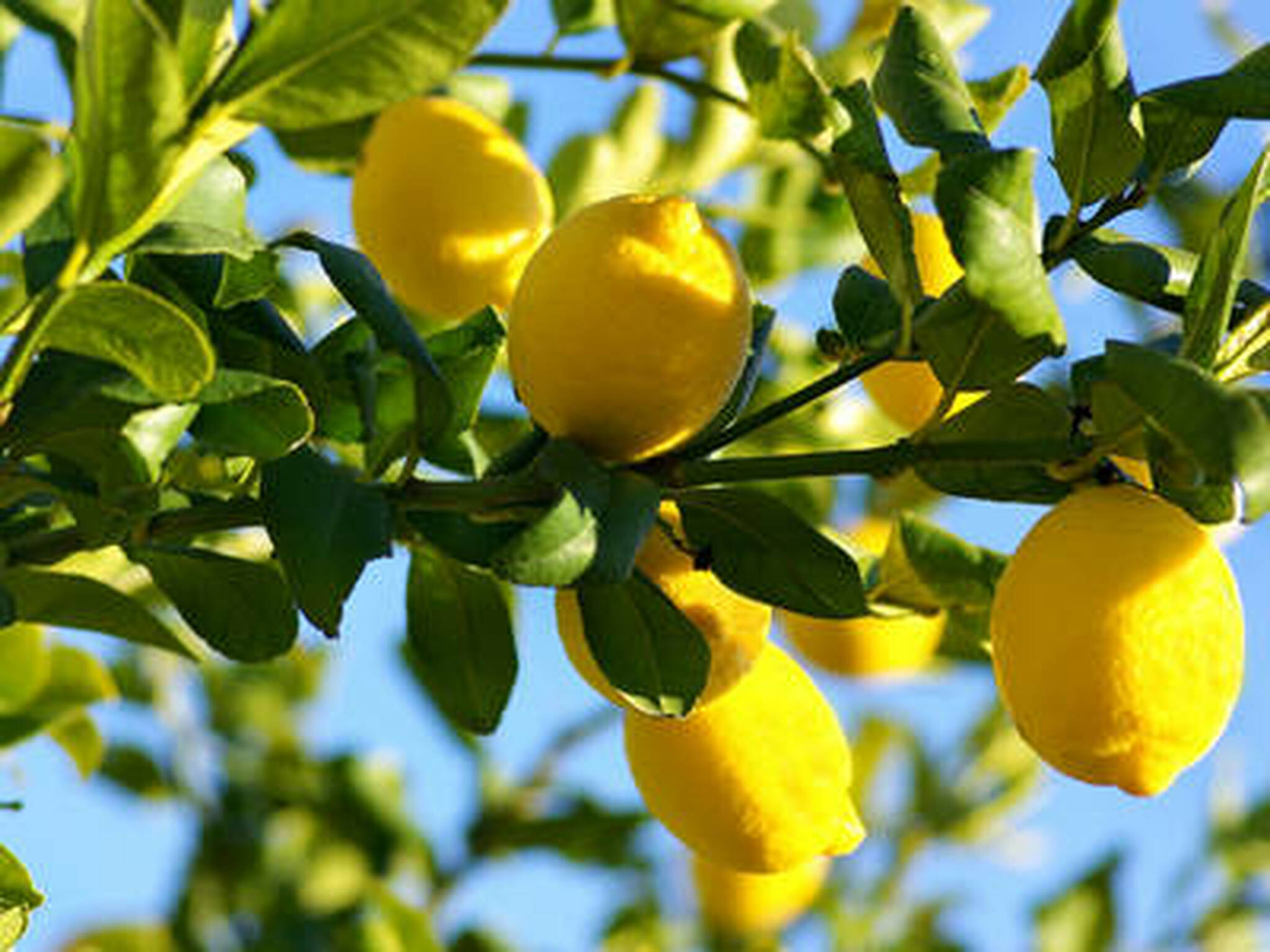 Detail Image Of A Lemon Nomer 46