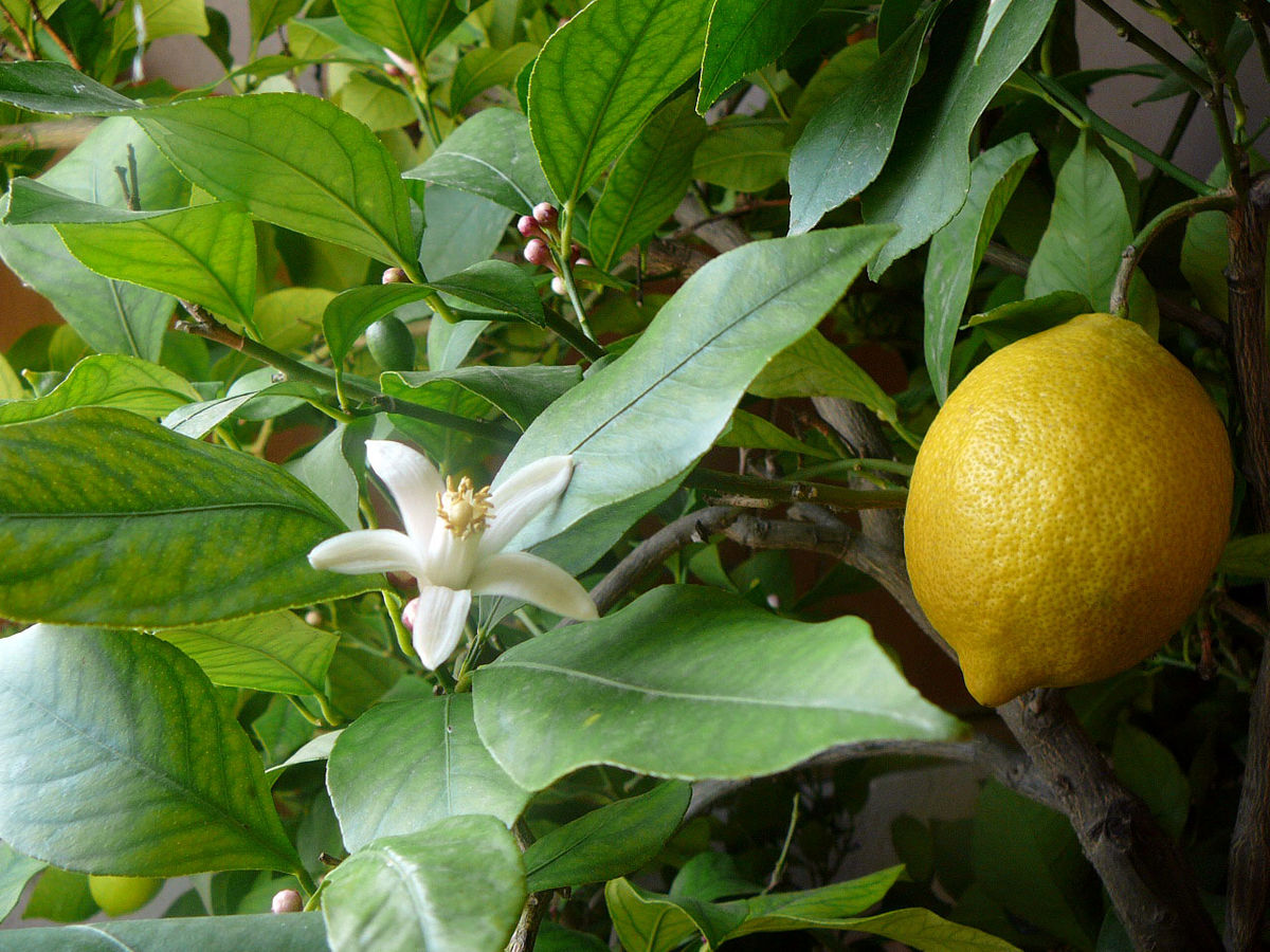 Detail Image Of A Lemon Nomer 51