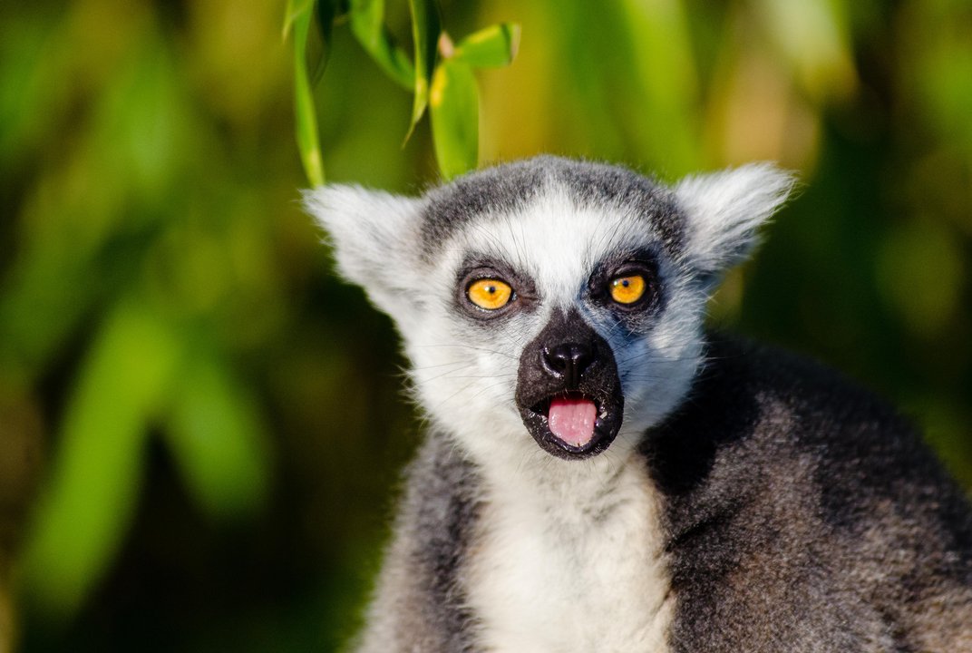 Detail Image Of A Lemur Nomer 8