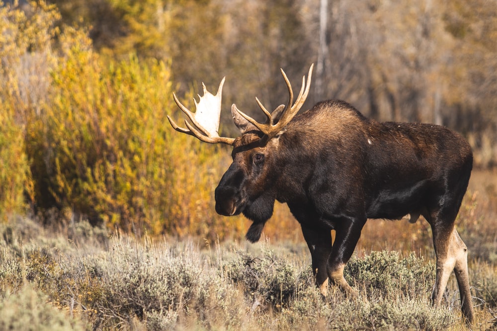 Detail Image Of A Moose Nomer 8