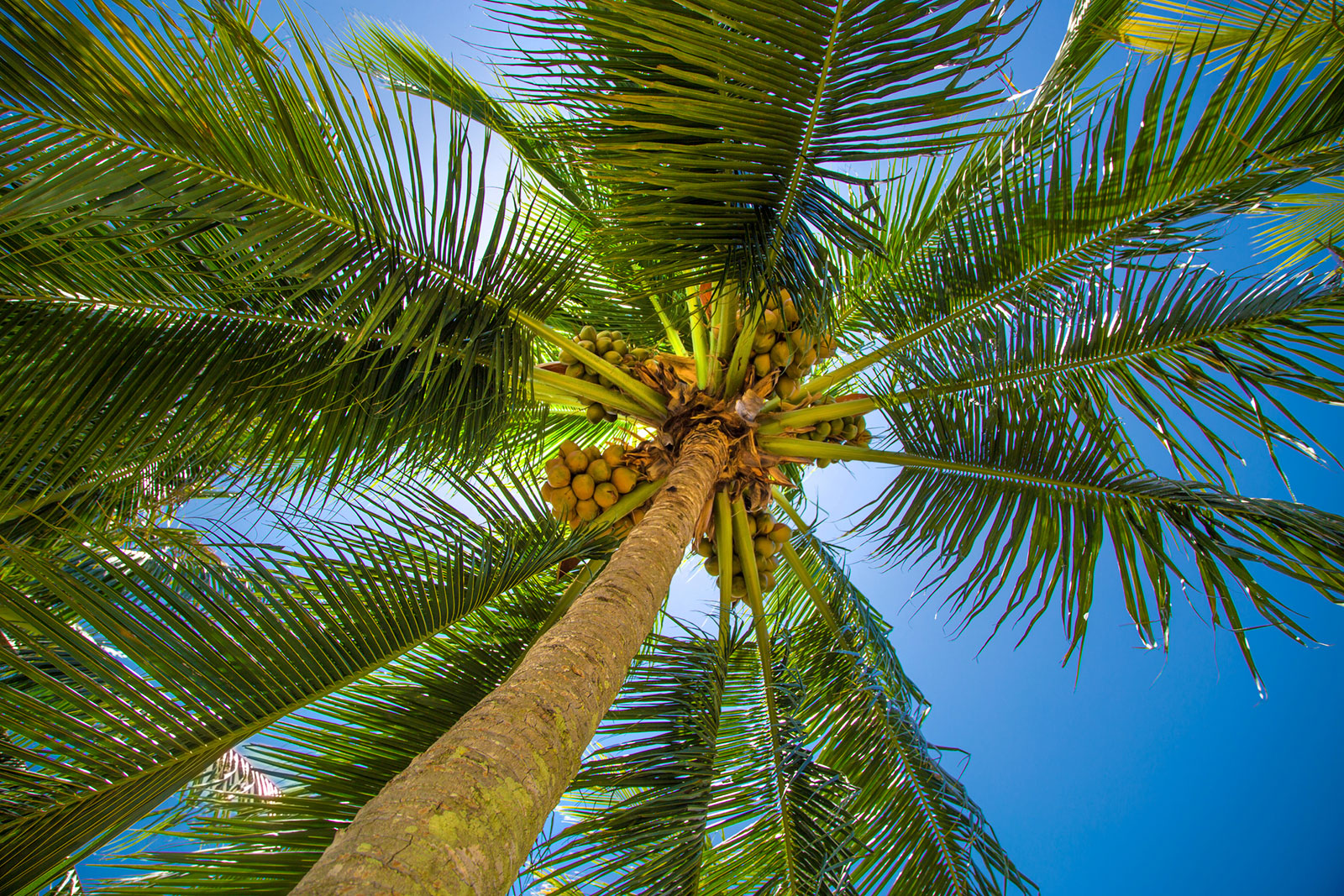 Detail Image Of A Palm Tree Nomer 20