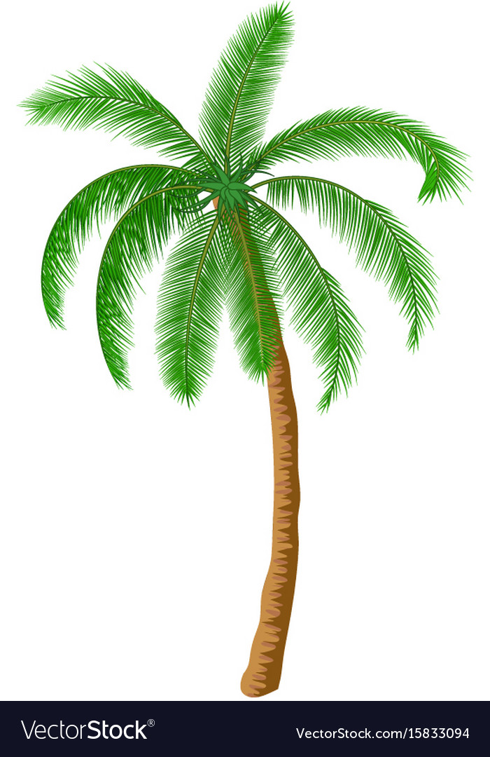 Detail Image Of A Palm Tree Nomer 24