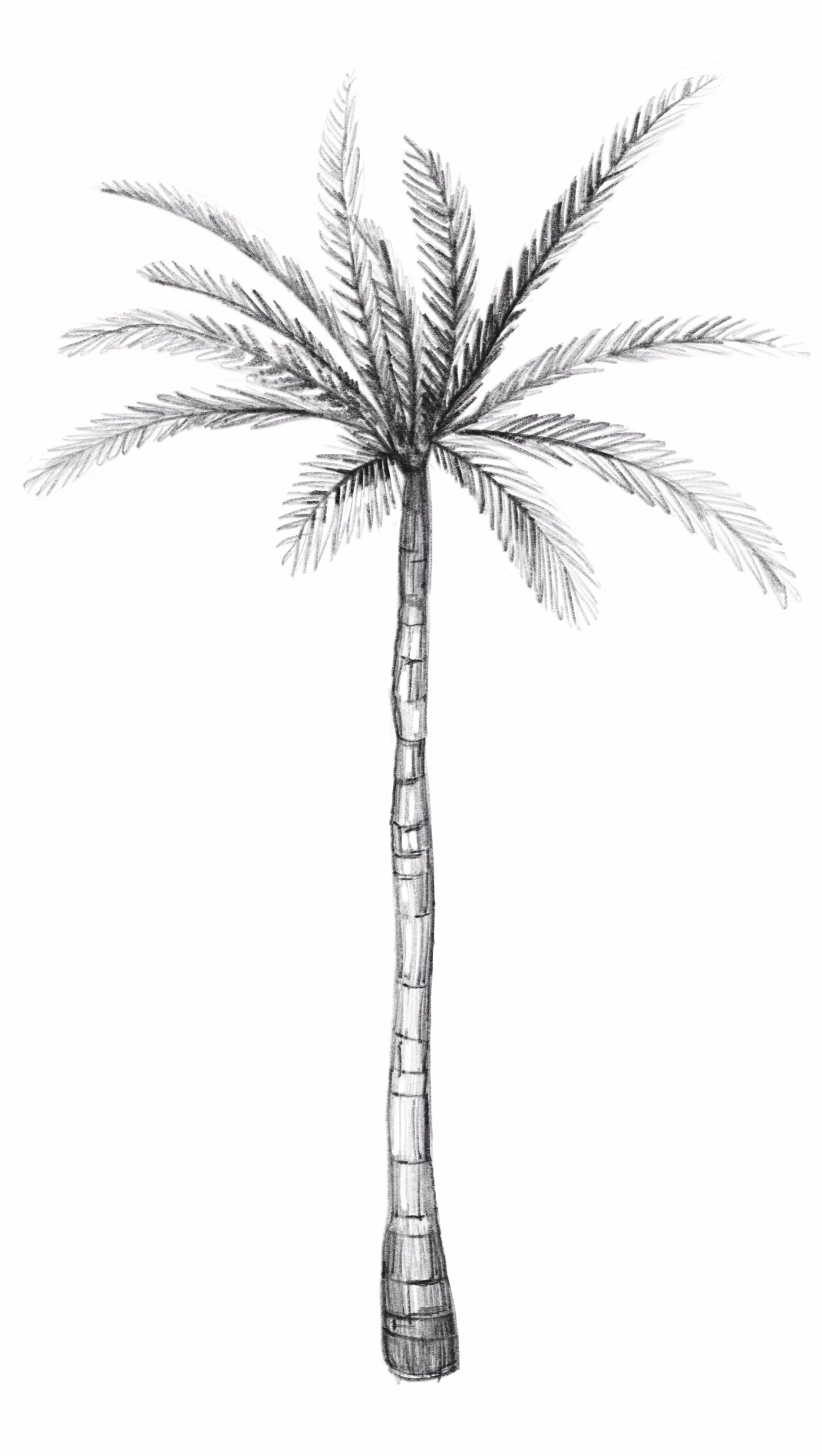 Detail Image Of A Palm Tree Nomer 26