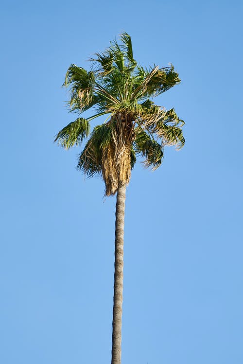 Detail Image Of A Palm Tree Nomer 5