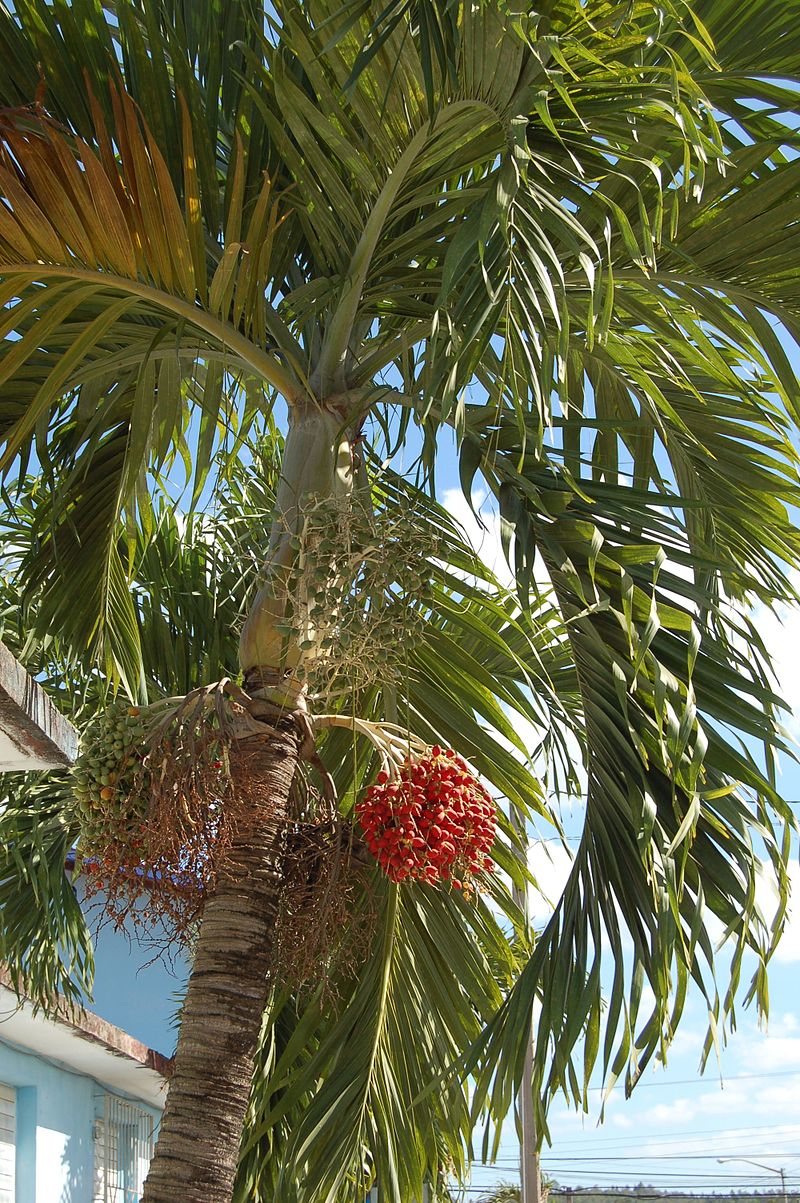 Detail Image Of A Palm Tree Nomer 42