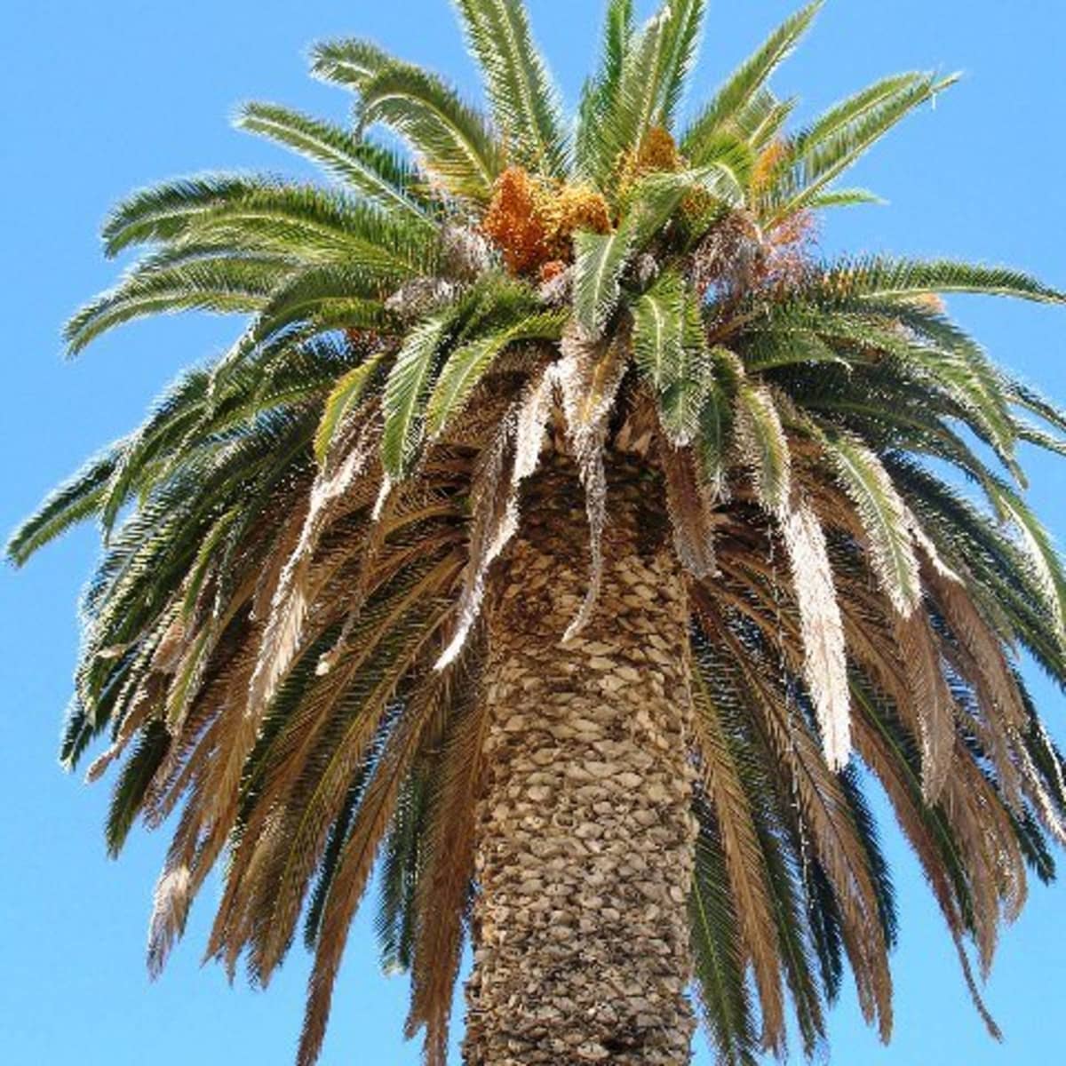 Detail Image Of A Palm Tree Nomer 46