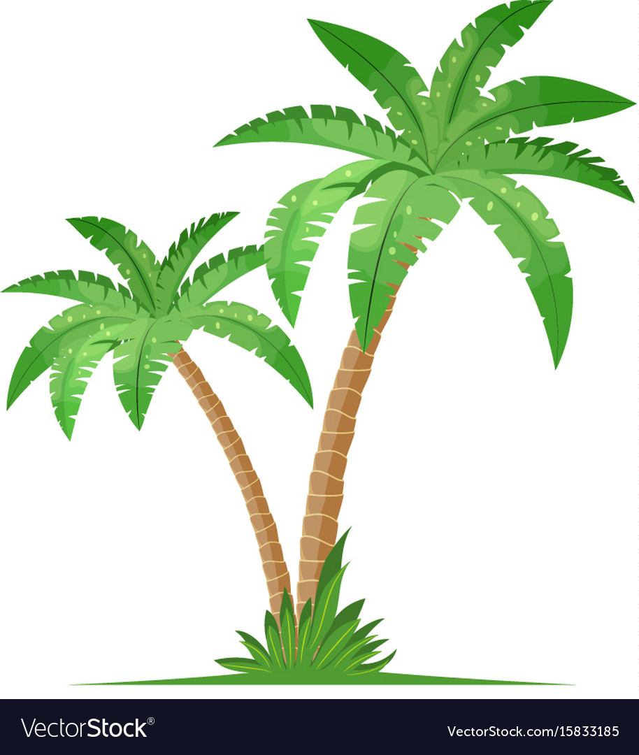 Detail Image Of A Palm Tree Nomer 9