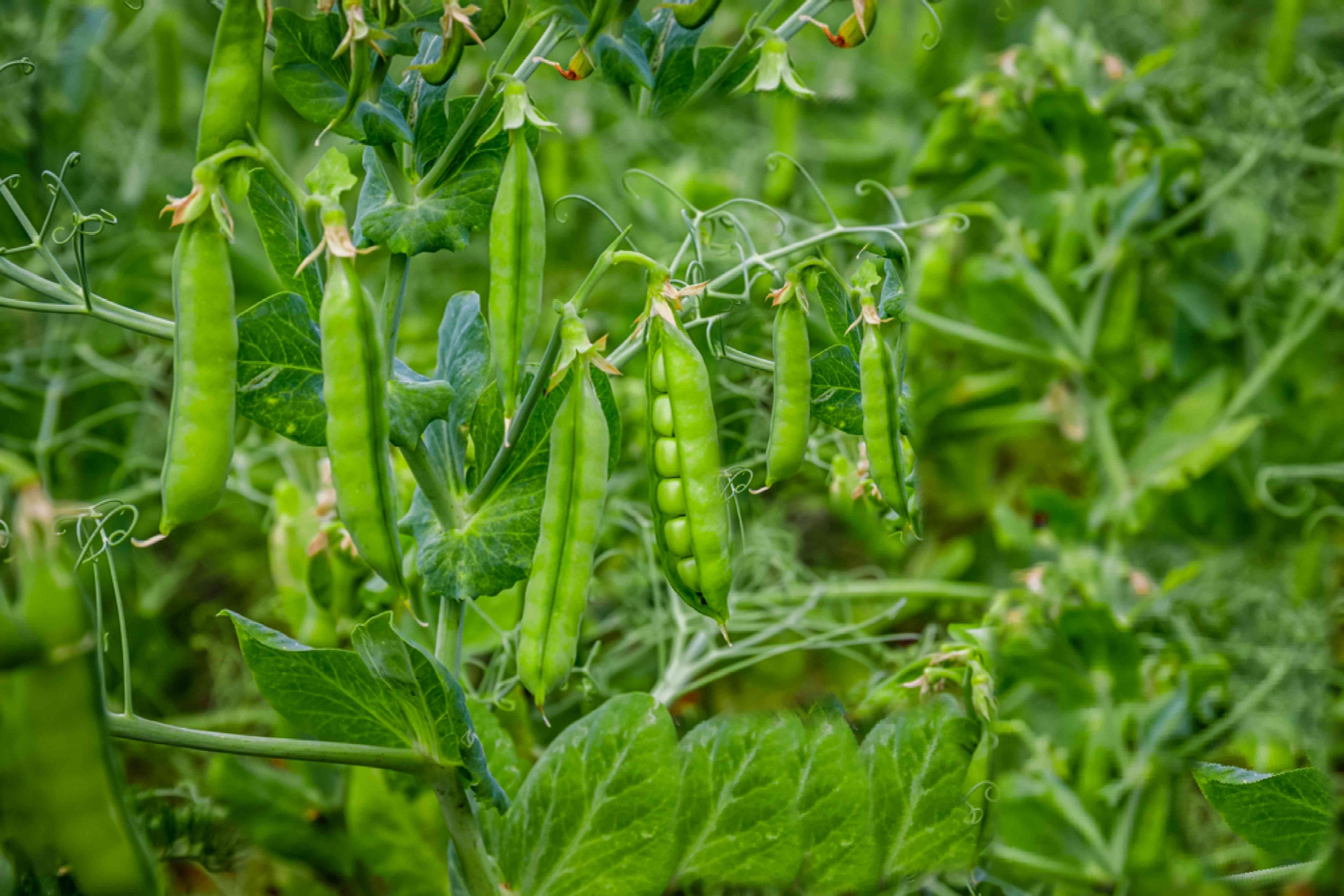 Detail Image Of A Pea Nomer 7