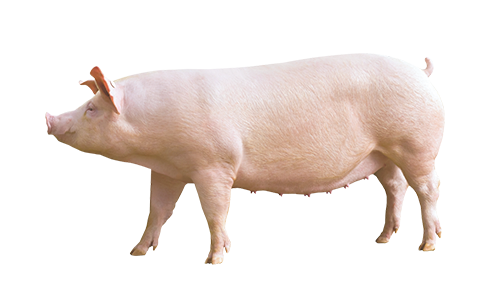 Detail Image Of A Pig Nomer 5