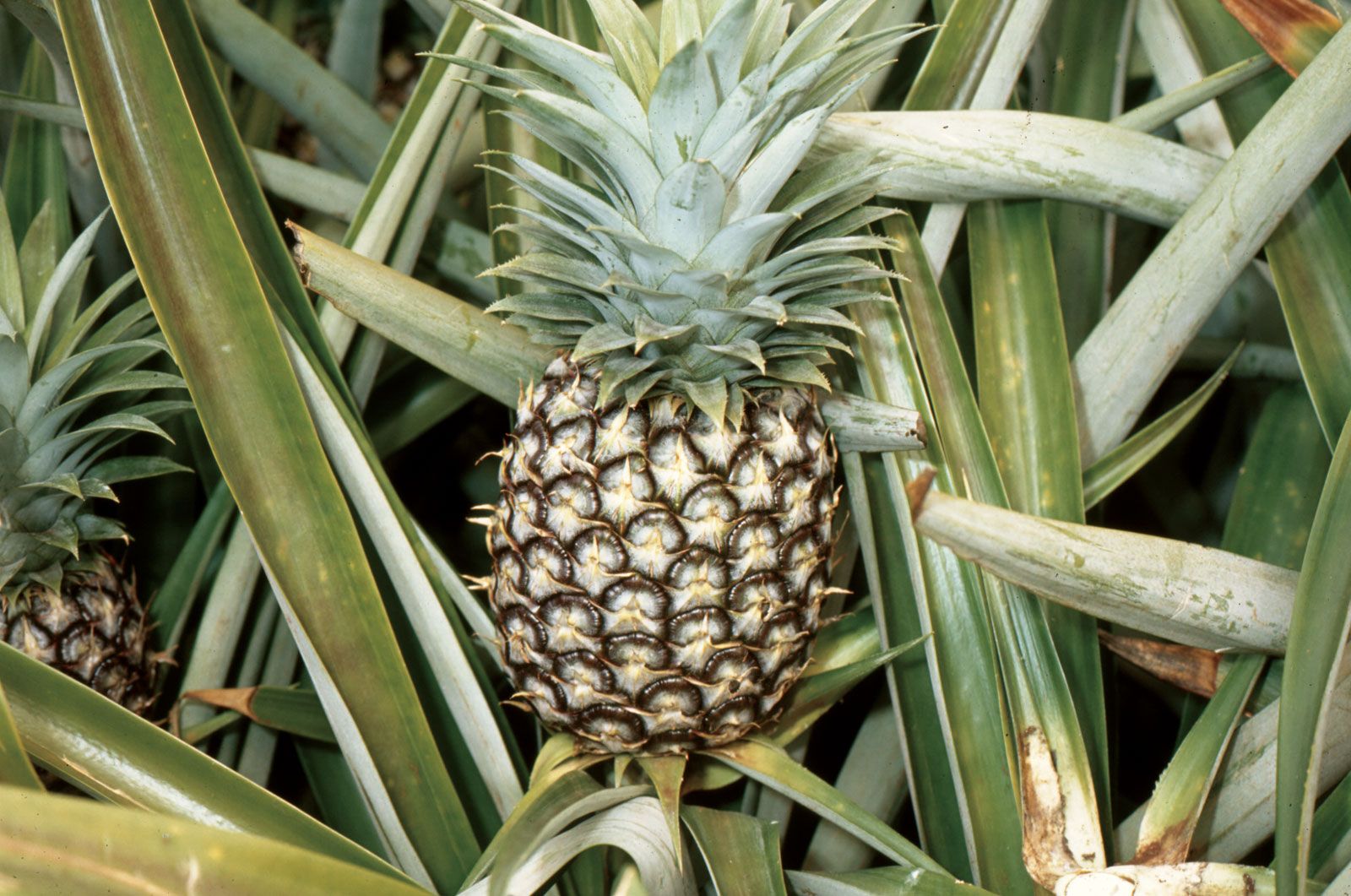Detail Image Of A Pineapple Nomer 20