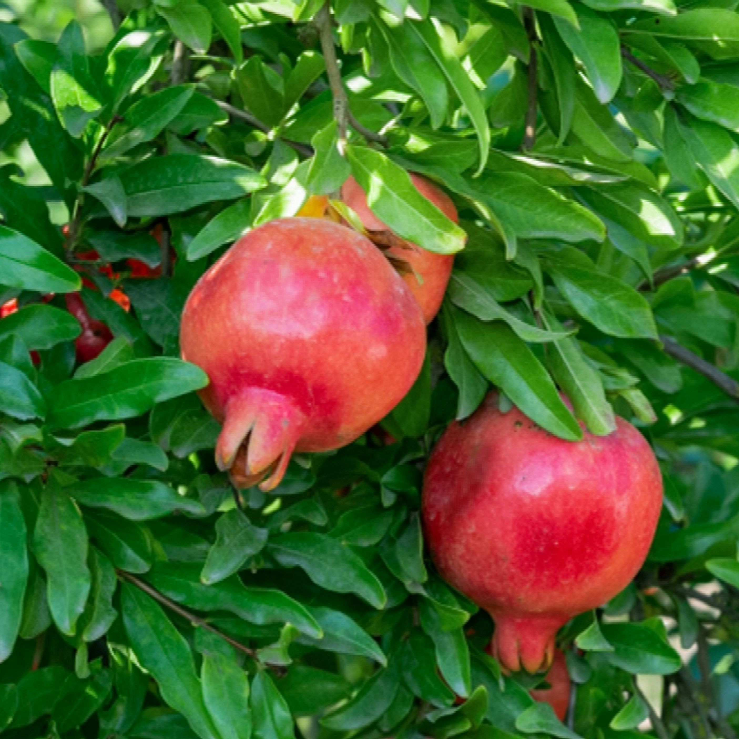 Detail Image Of A Pomegranate Nomer 35