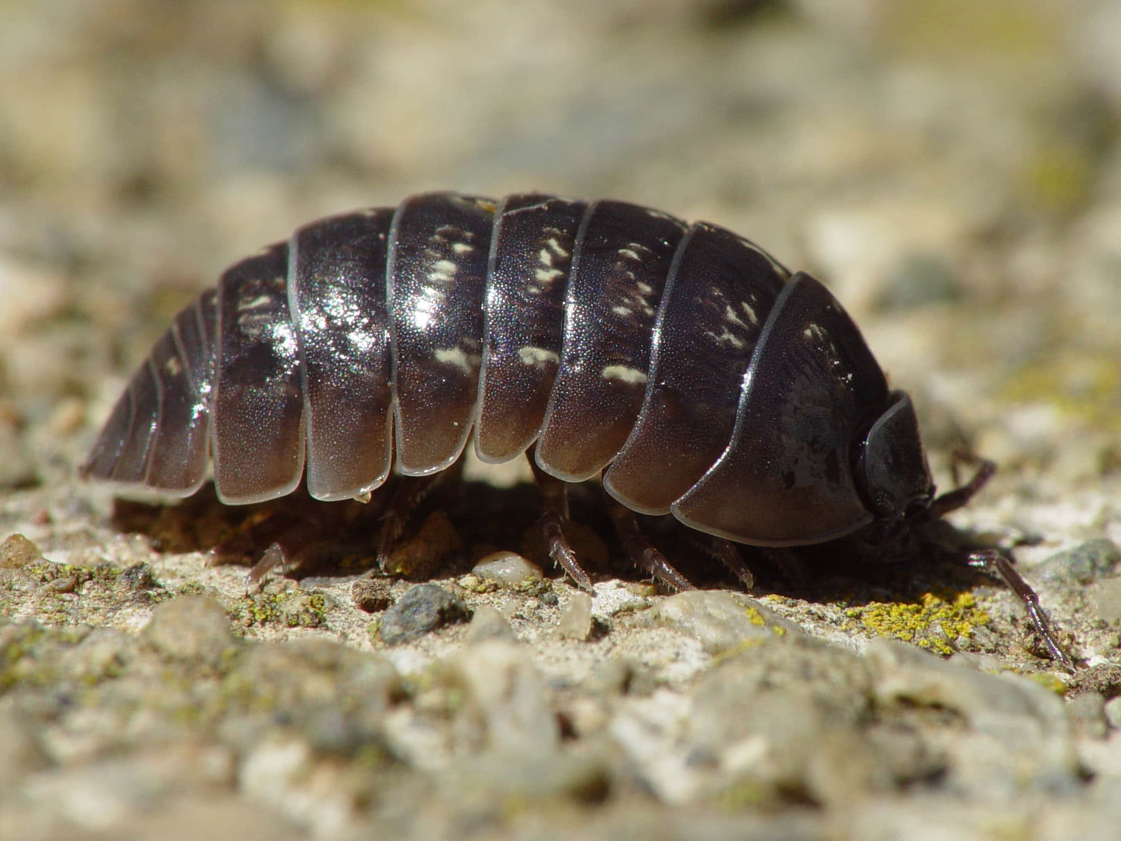 Image Of A Potato Bug - KibrisPDR