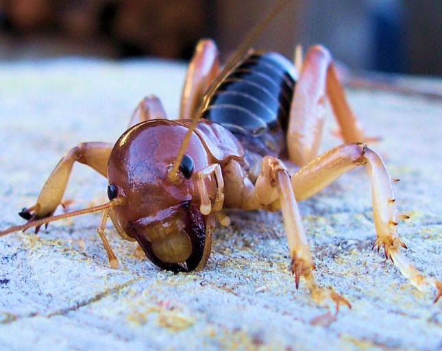 Detail Image Of A Potato Bug Nomer 2