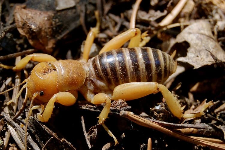 Detail Image Of A Potato Bug Nomer 11