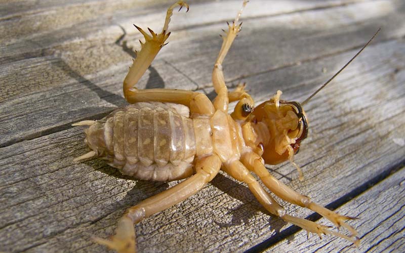 Detail Image Of A Potato Bug Nomer 13