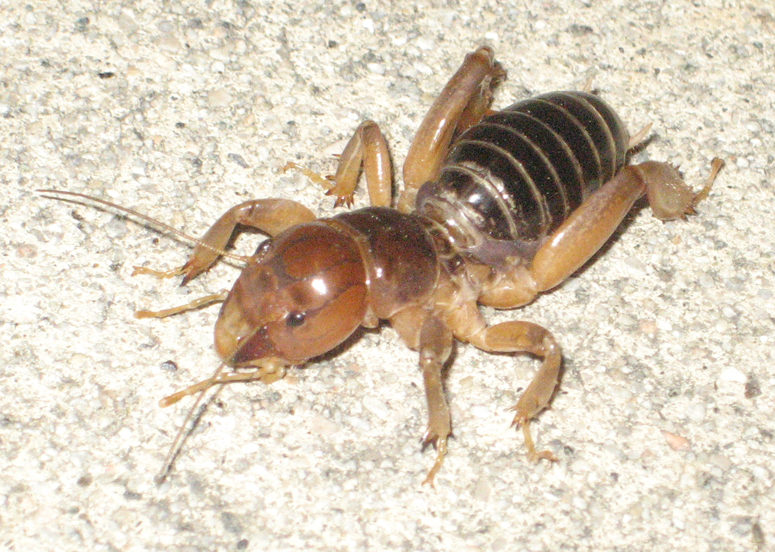 Detail Image Of A Potato Bug Nomer 14