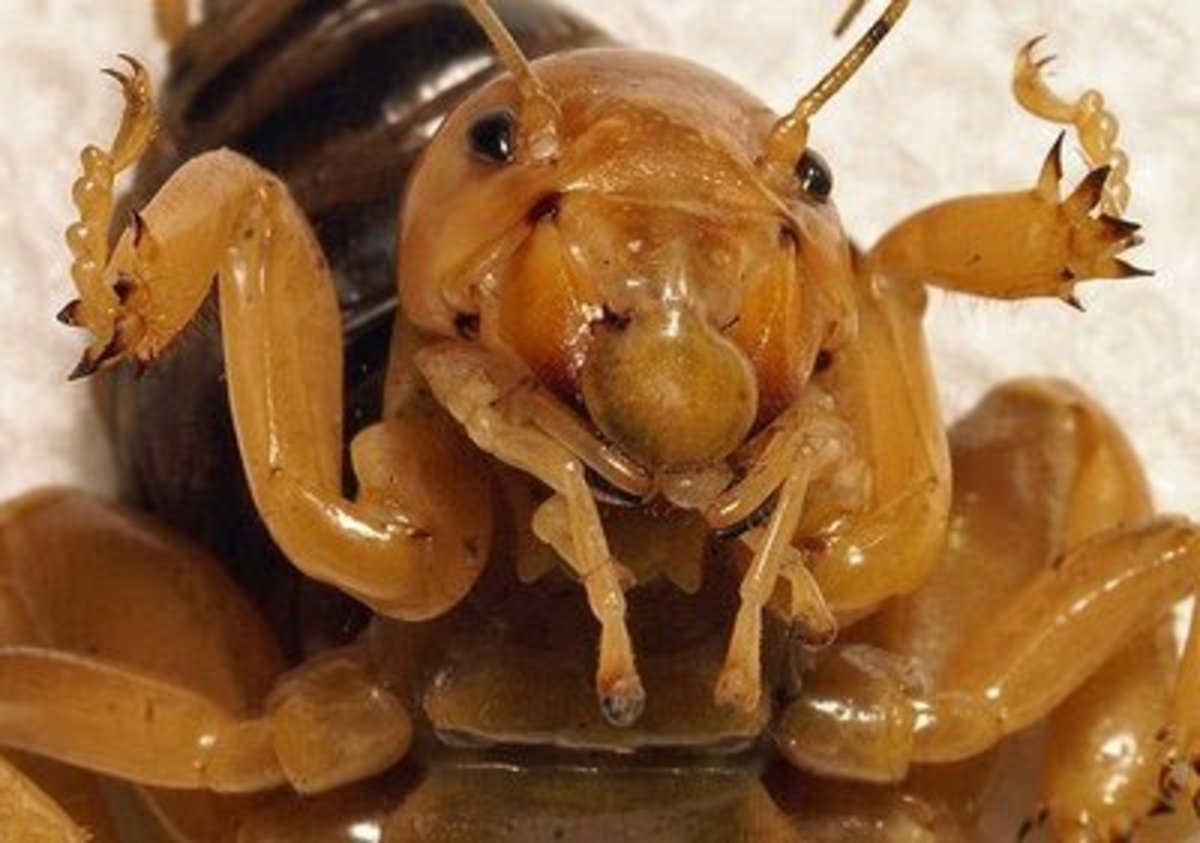 Detail Image Of A Potato Bug Nomer 15