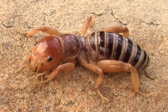 Detail Image Of A Potato Bug Nomer 16
