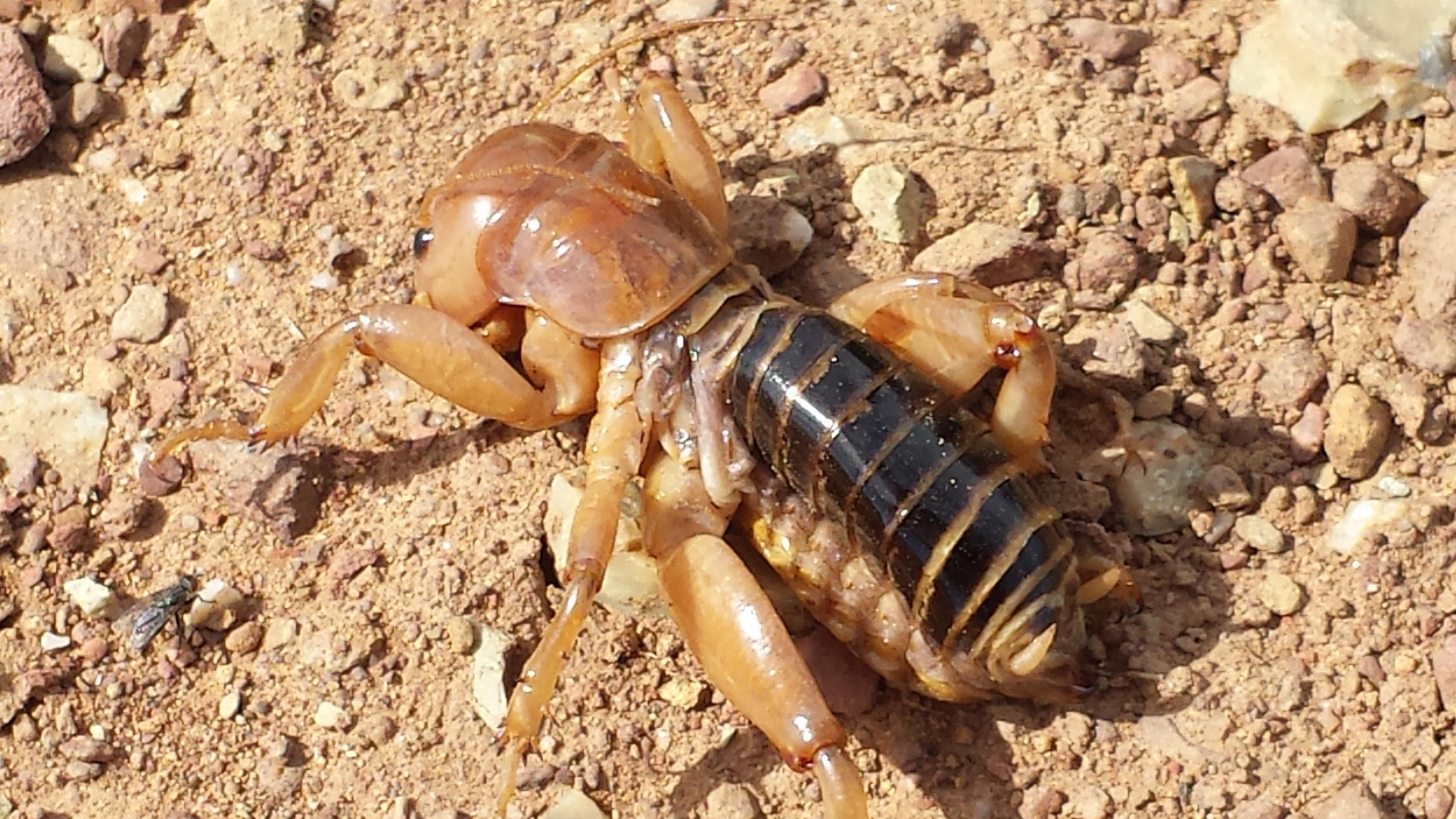 Detail Image Of A Potato Bug Nomer 17