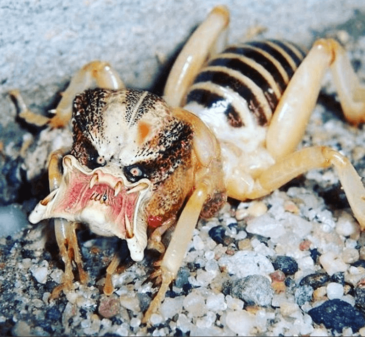 Detail Image Of A Potato Bug Nomer 3