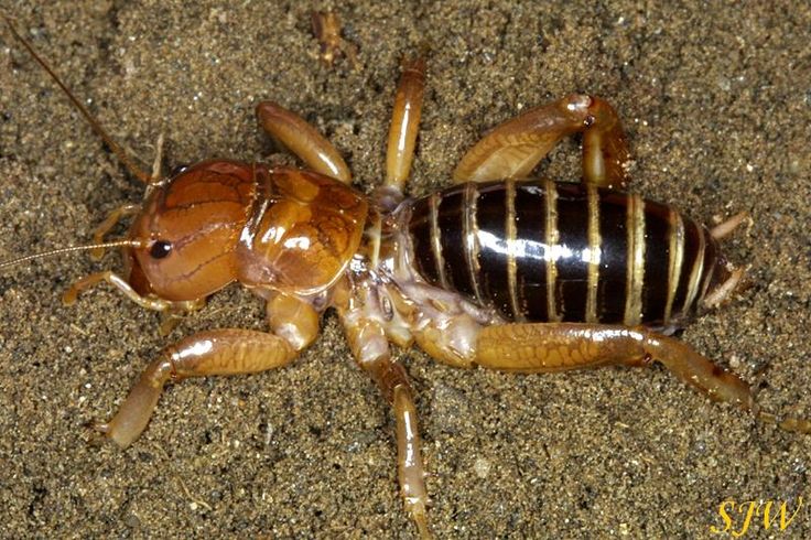 Detail Image Of A Potato Bug Nomer 20