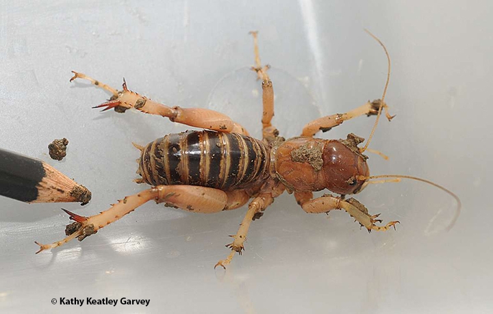 Detail Image Of A Potato Bug Nomer 21