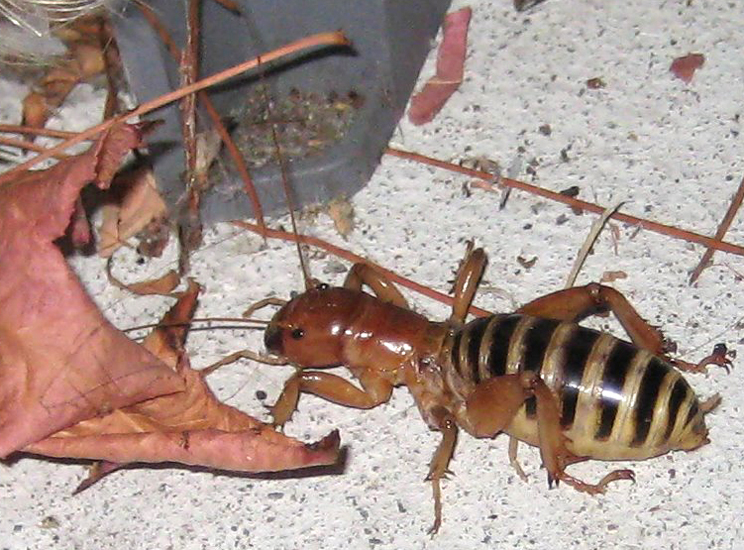 Detail Image Of A Potato Bug Nomer 22