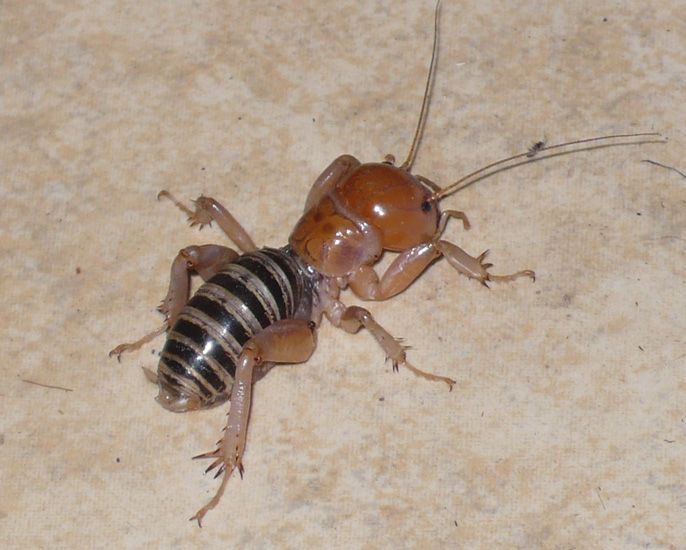 Detail Image Of A Potato Bug Nomer 23