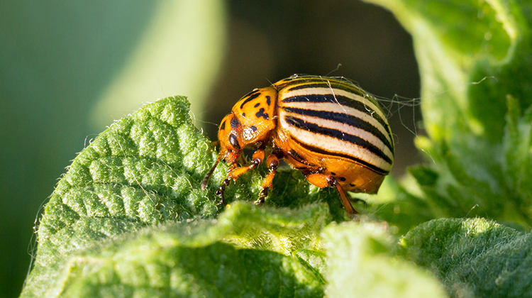 Detail Image Of A Potato Bug Nomer 24
