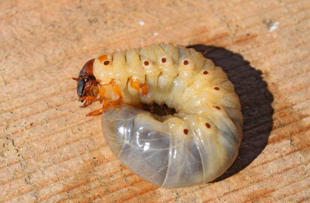 Detail Image Of A Potato Bug Nomer 25