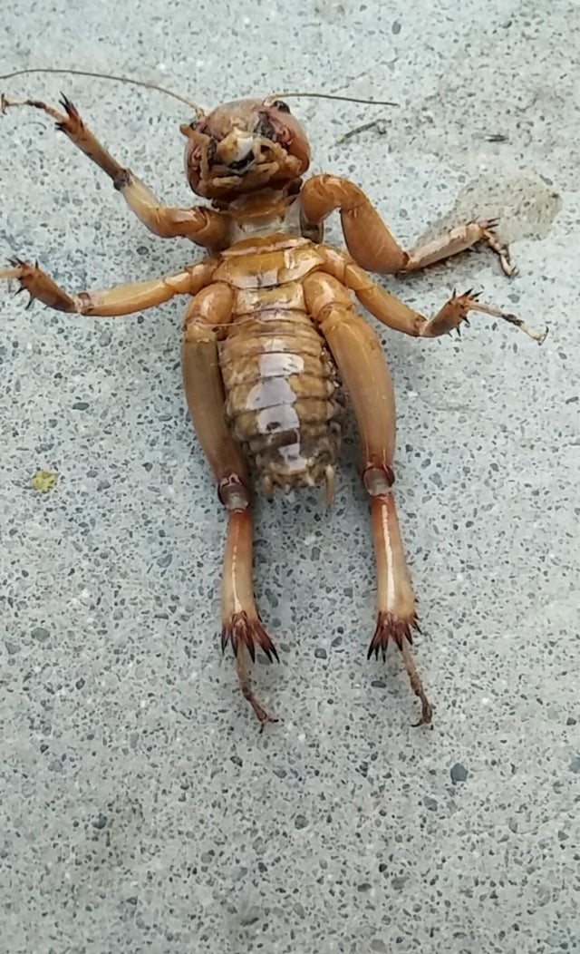 Detail Image Of A Potato Bug Nomer 26