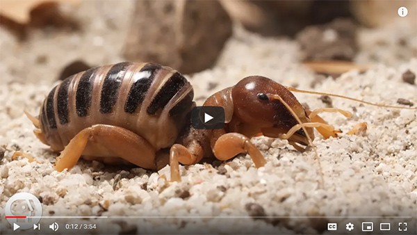 Detail Image Of A Potato Bug Nomer 27