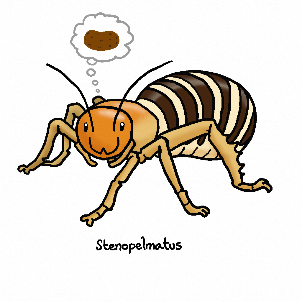 Detail Image Of A Potato Bug Nomer 28