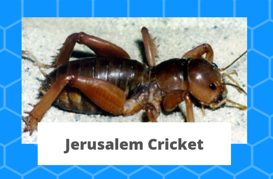 Detail Image Of A Potato Bug Nomer 32
