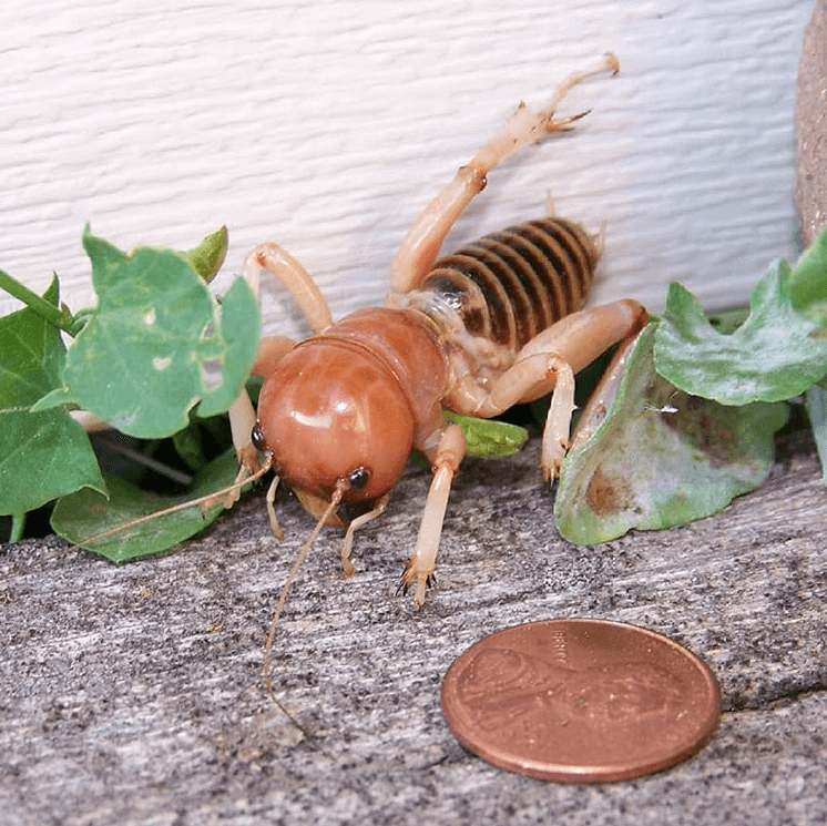 Detail Image Of A Potato Bug Nomer 34