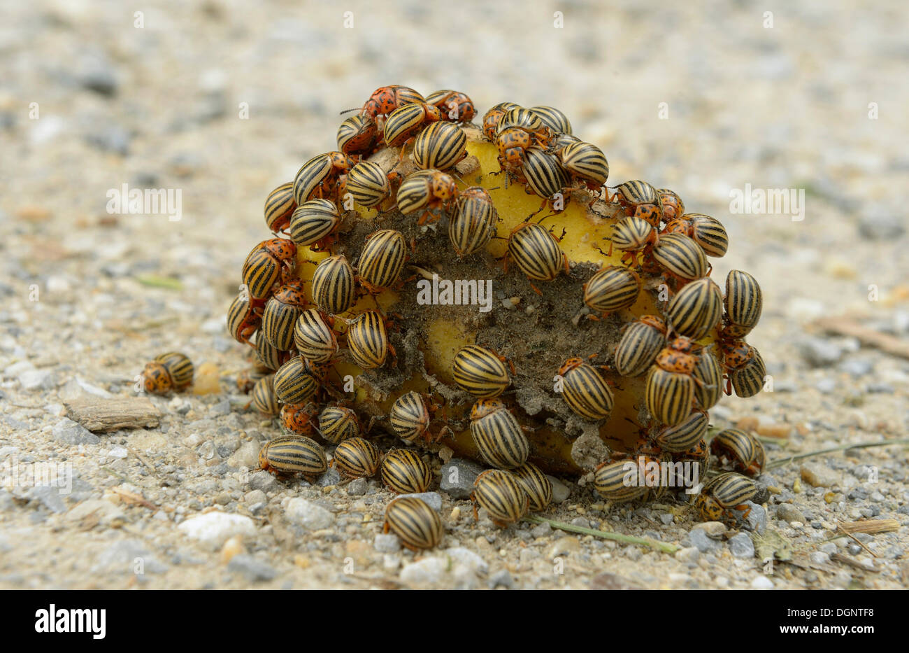 Detail Image Of A Potato Bug Nomer 35