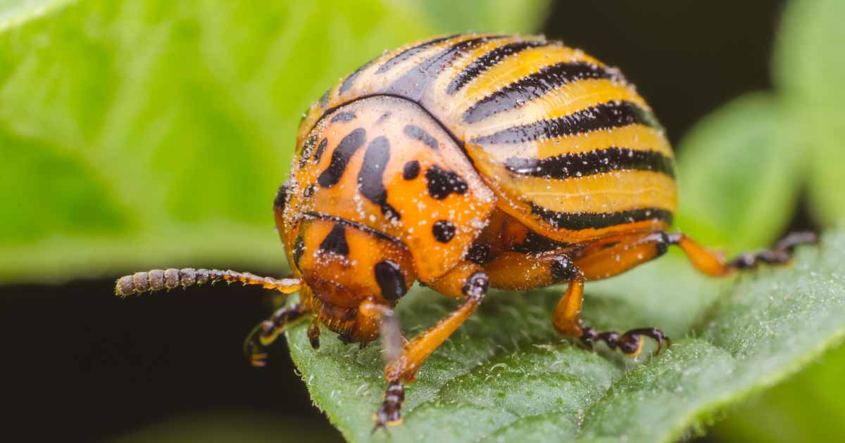 Detail Image Of A Potato Bug Nomer 36