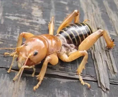Detail Image Of A Potato Bug Nomer 5