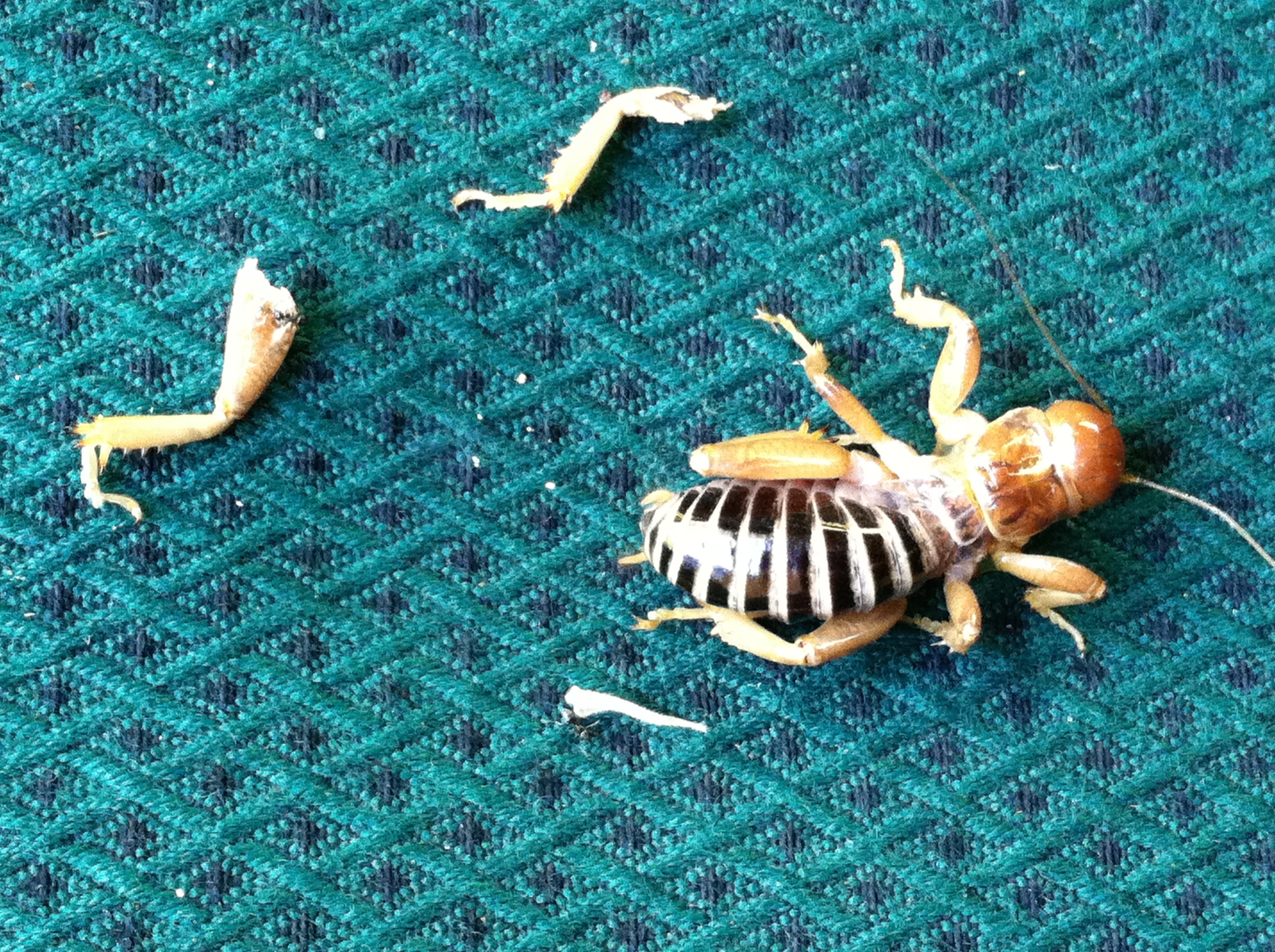 Detail Image Of A Potato Bug Nomer 38