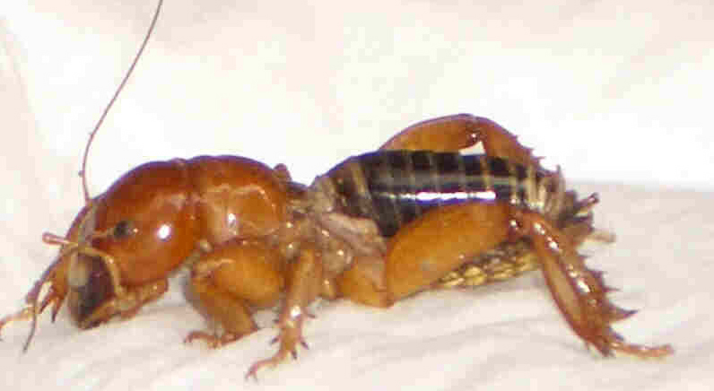 Detail Image Of A Potato Bug Nomer 39