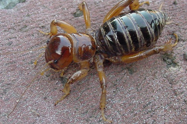 Detail Image Of A Potato Bug Nomer 41