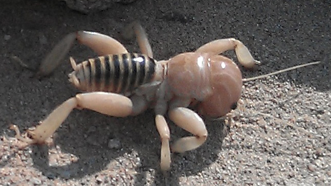 Detail Image Of A Potato Bug Nomer 43