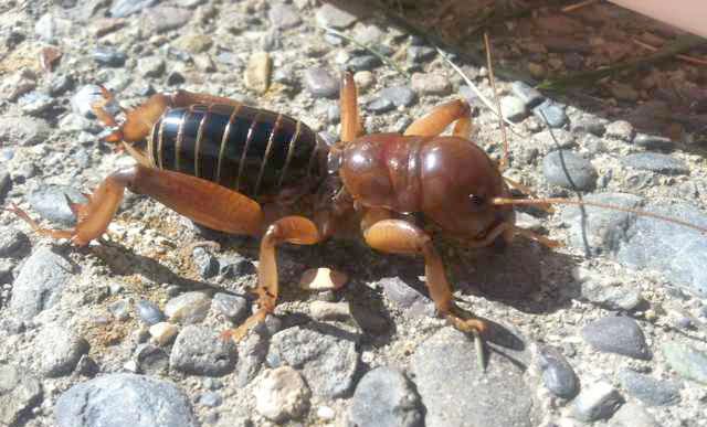 Detail Image Of A Potato Bug Nomer 6