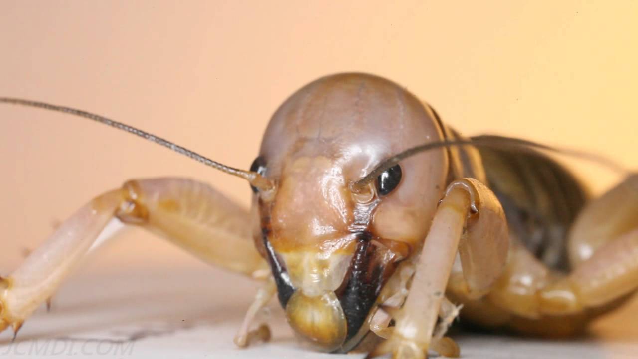Detail Image Of A Potato Bug Nomer 45