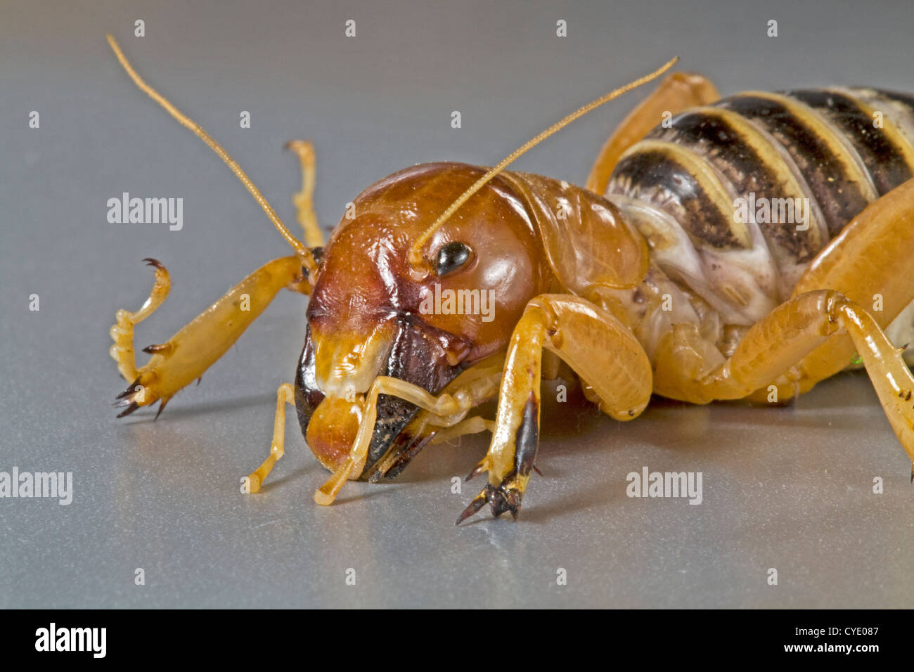 Detail Image Of A Potato Bug Nomer 47