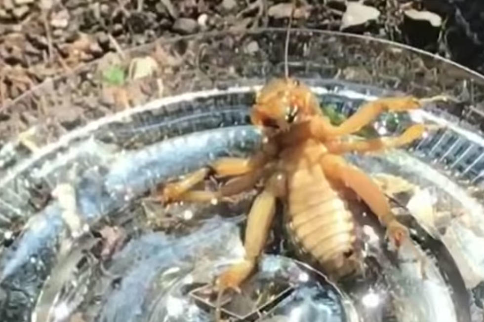 Detail Image Of A Potato Bug Nomer 48